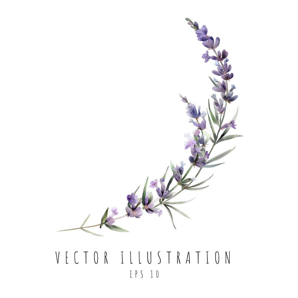 Lavender curve watercolor style isolated on white background. Vector illustration