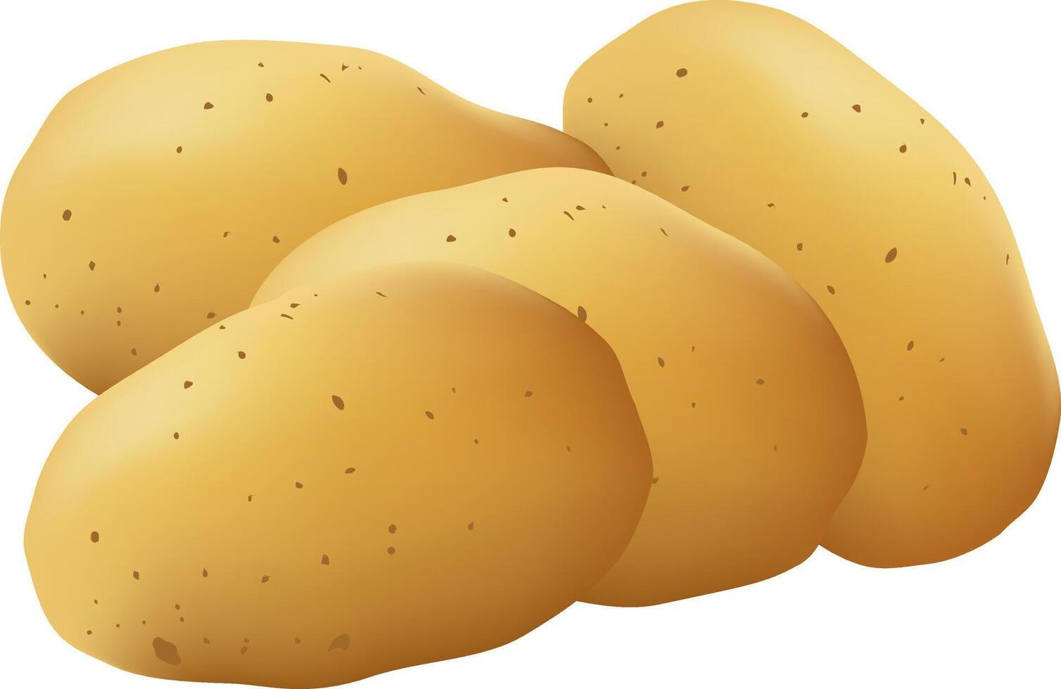 Potato realistic vegetable on white background vector