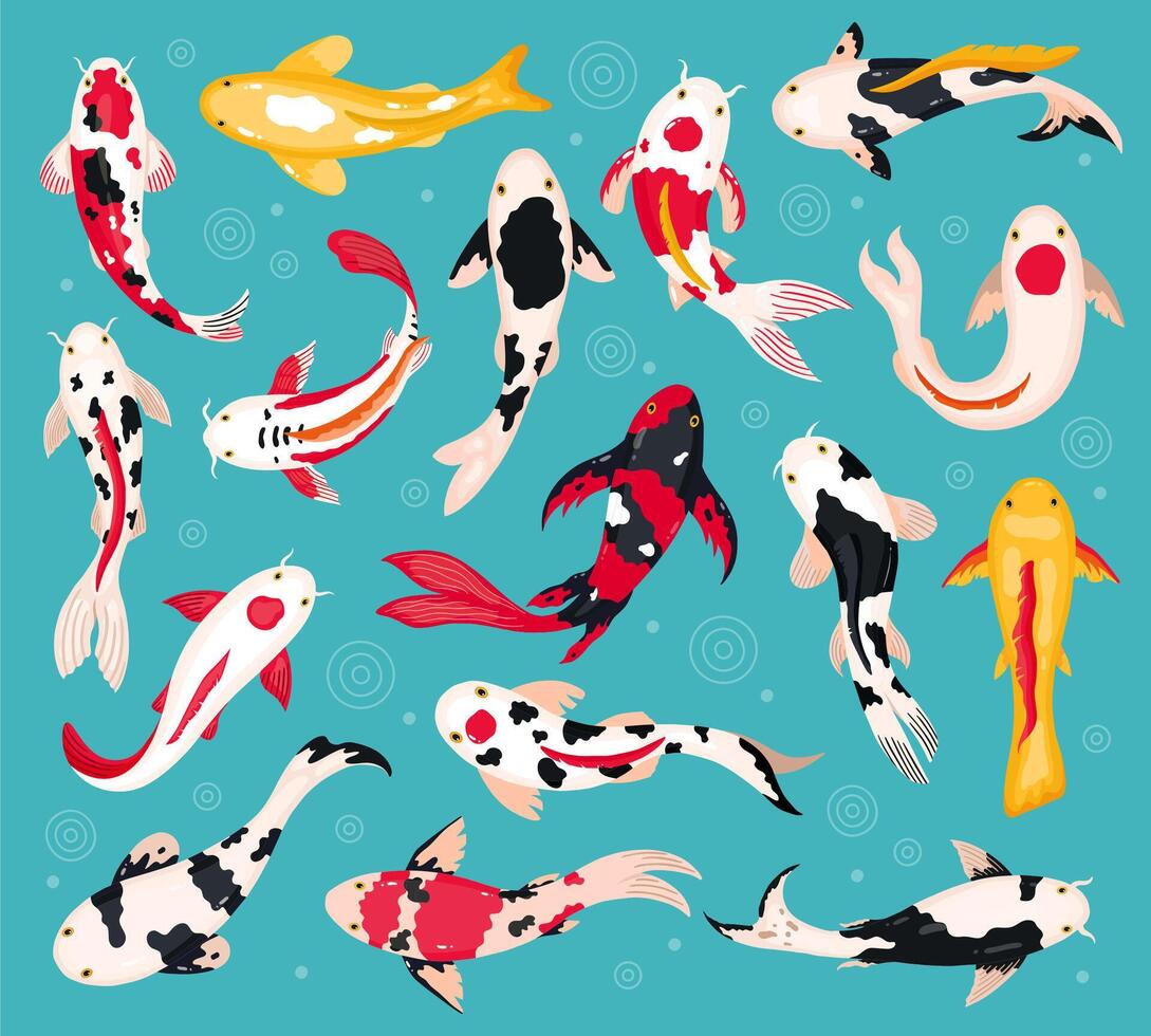 Japanese koi carps. Oriental koi fish, china asian fishery, colorful floating fish. Chinese traditional bright koi fish vector illustrations