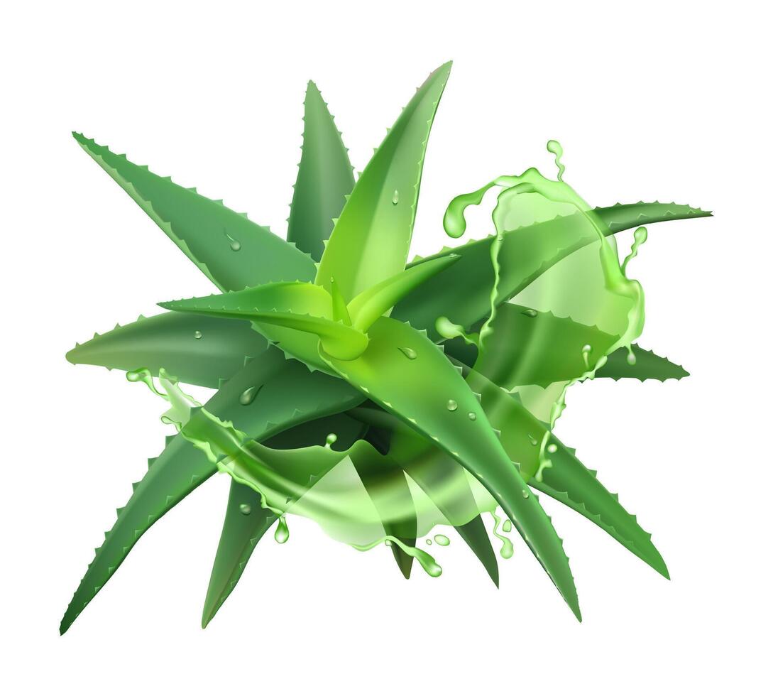 Aloe realistic plant. Green aloe vera, medicine plant and juice splash, natural cosmetology component and skin cream isolated vector illustration