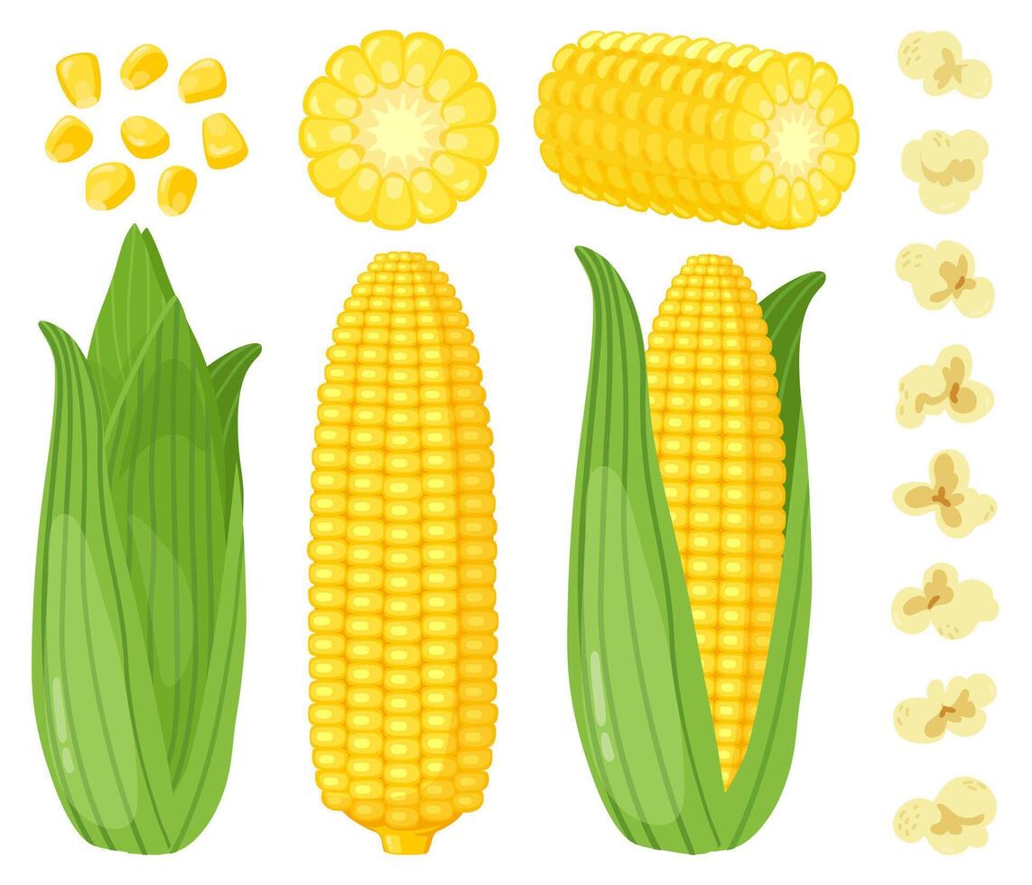 Cartoon corn. Maize vegetables, golden sweet corn cob, popcorn and corn grains, rich agriculture harvest vector illustration set