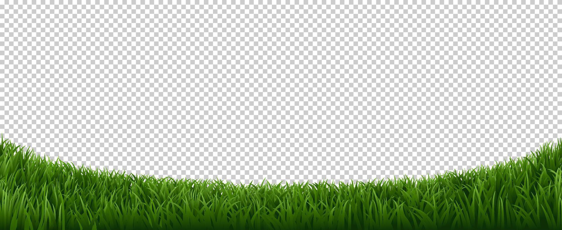 Realistic grass border. Green herb lawn, garden herb plants frame, fresh lawn border element vector background