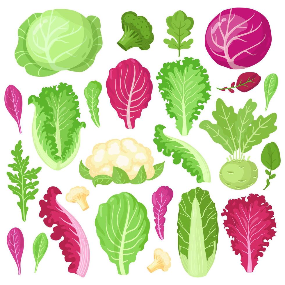 Cartoon cabbage. Cauliflower, kale, broccoli and lettuce leaves, organic vegetarian diet salad greens, garden cabbage vector illustration set