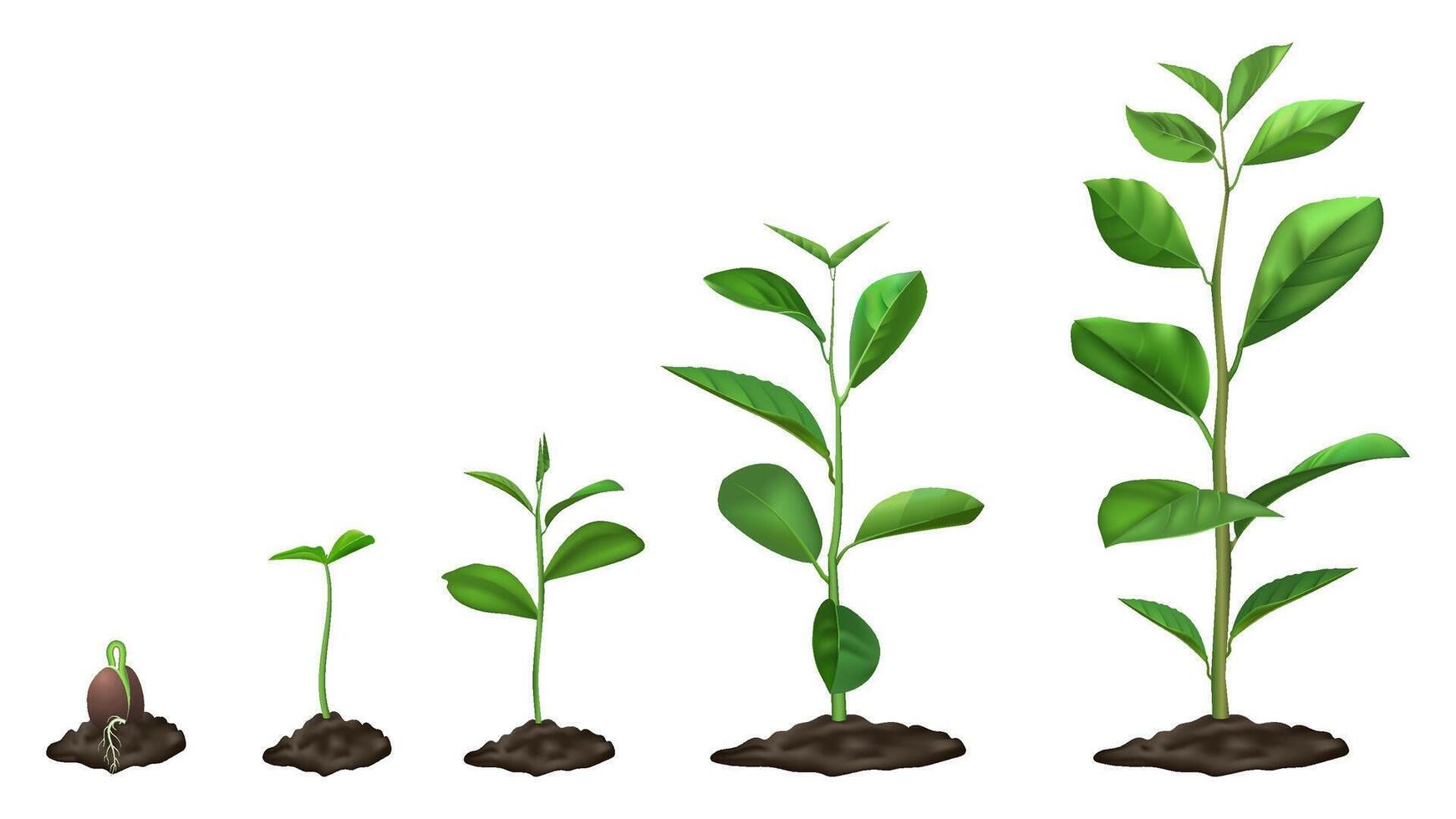 Realistic plant growth stages. Young seed growing in ground, green plants in soil, spring sprout blooming stage, isolated vector illustration set