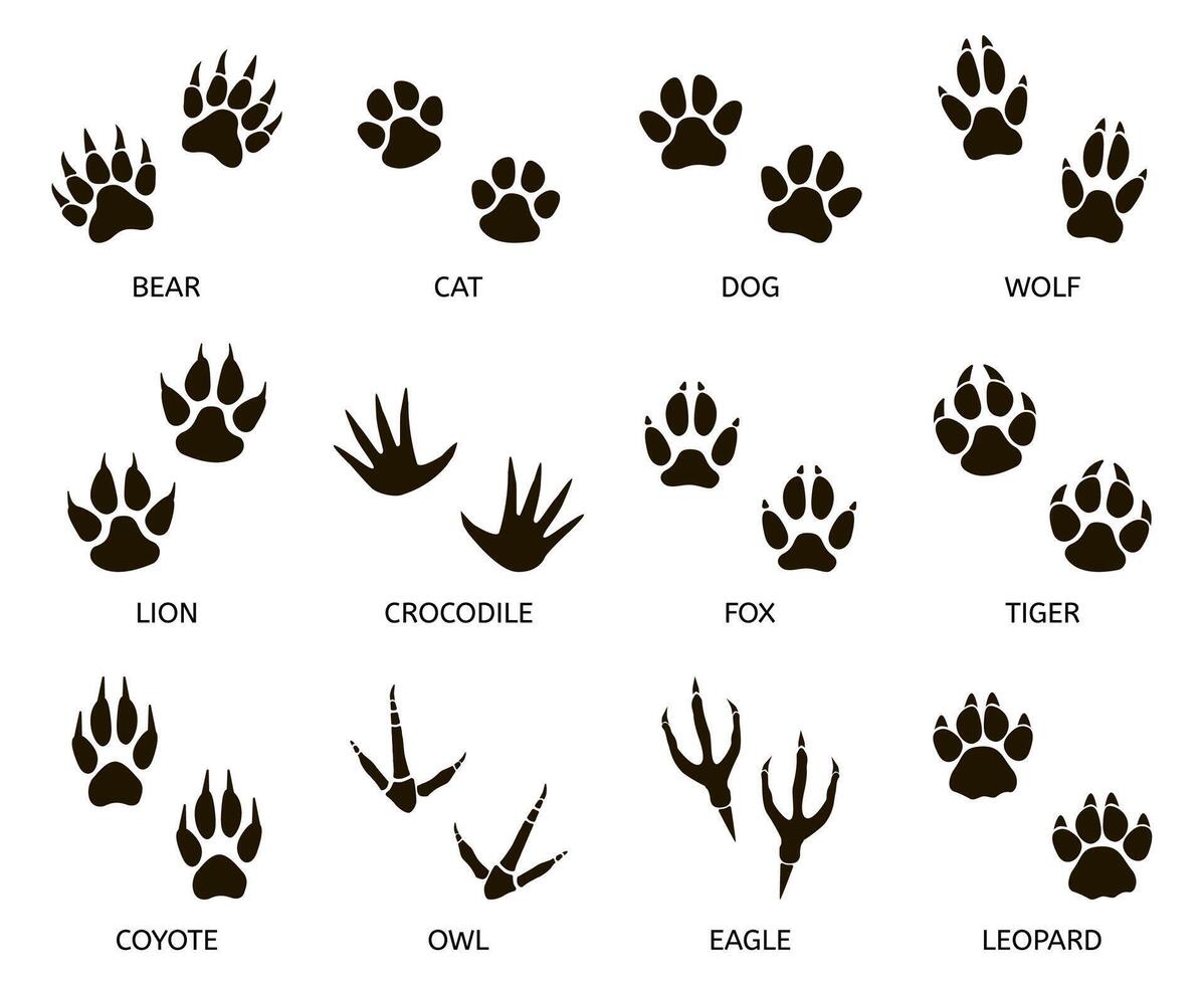 Predator footprint. Wild animals paw prints, cat, bear, tiger, fox and wolf footprints, predators foot marks silhouette vector illustration set