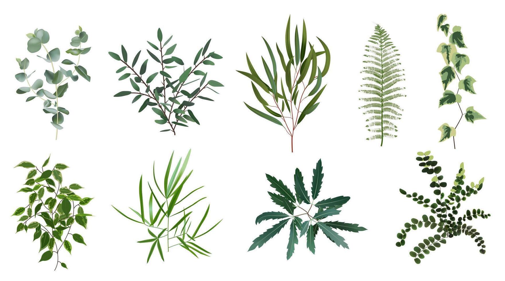 Realistic green herb plants. Nature plant leaves, greenery foliage, forest fern, eucalyptus plant, vector plants leaf isolated illustration set