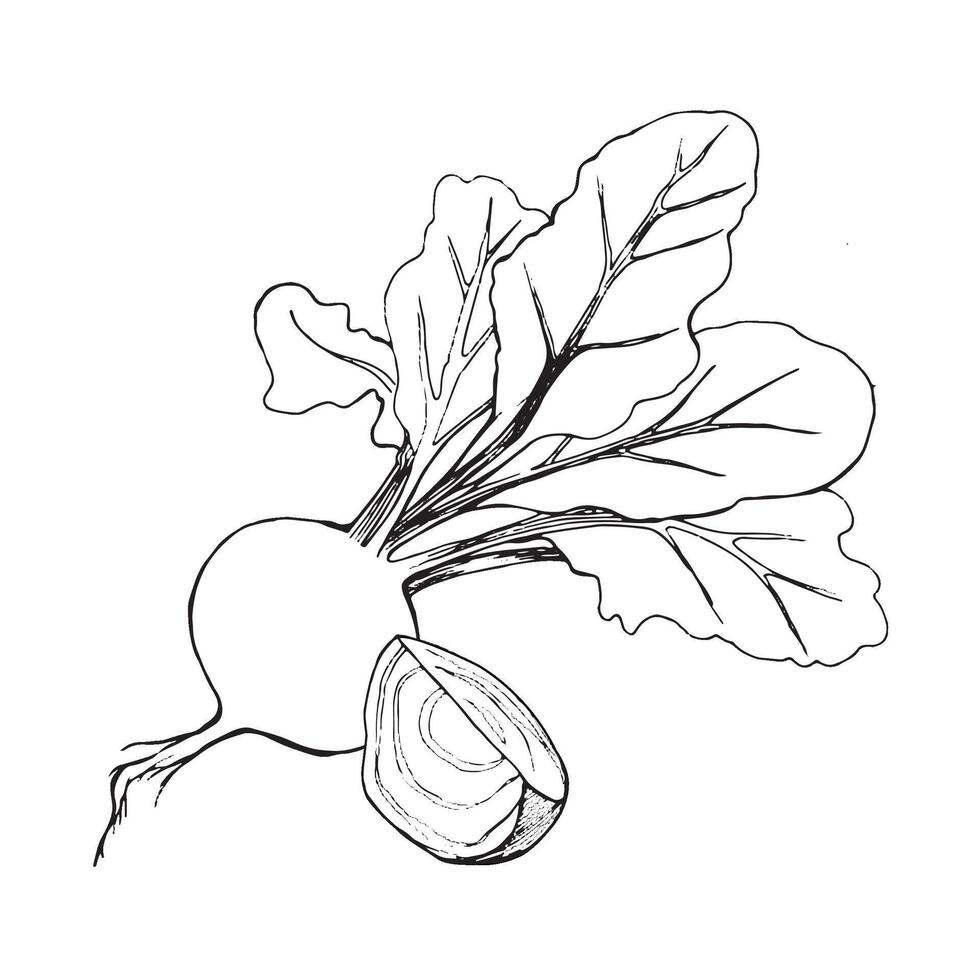 Vector illustration. Beetroot with tops, beet slice drawn in black outline in vector on a white background. Suitable for printing on fabric and paper, product packaging, design, creativity
