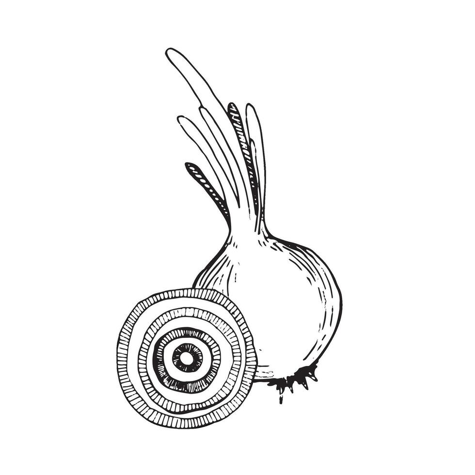 Vector illustration. Onion drawn with a black outline on a white background, onion slice. Suitable for printing on fabric and paper, for printing on product packaging, for design and creativity