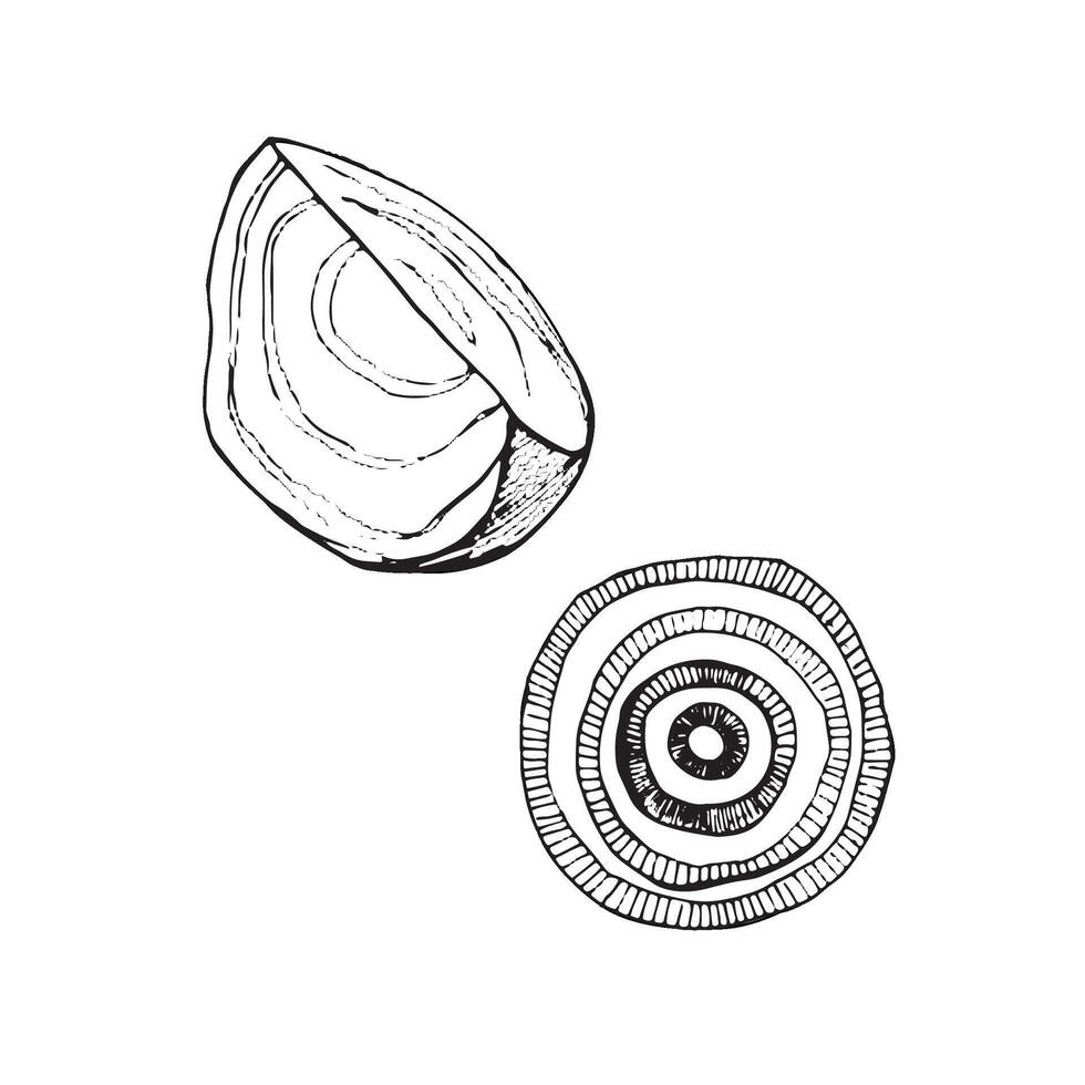 Vector illustration. Vegetables. A beet slice and an onion ring drawn with a black outline in vector. Suitable for printing on fabric and paper, product packaging, design, creativity