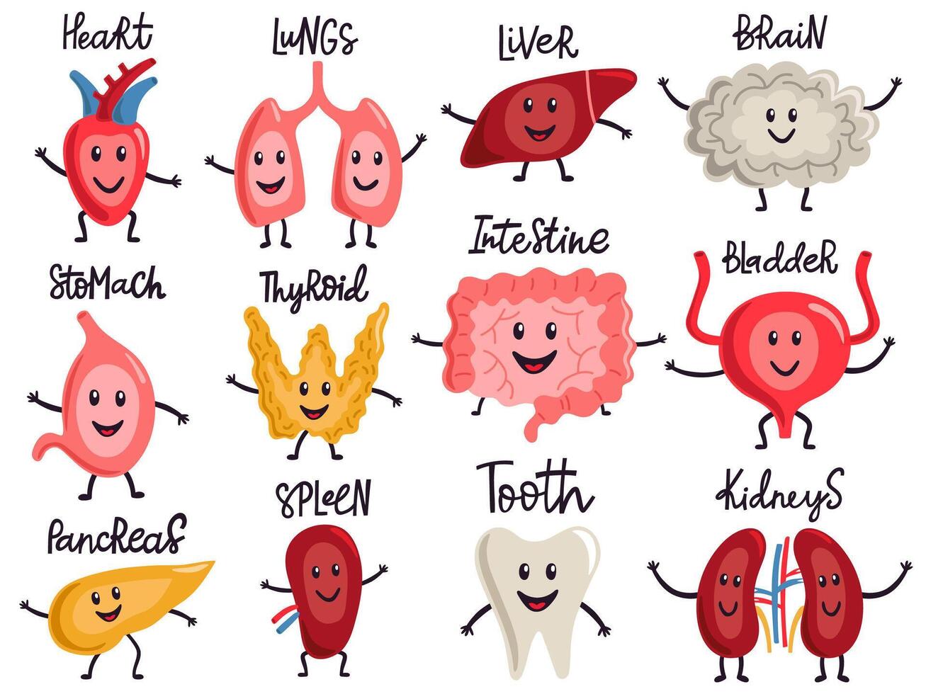 Healthy body organs. Internal human organs characters, biology medicine healthy lungs, liver, bladder, kidneys and heart vector illustration set