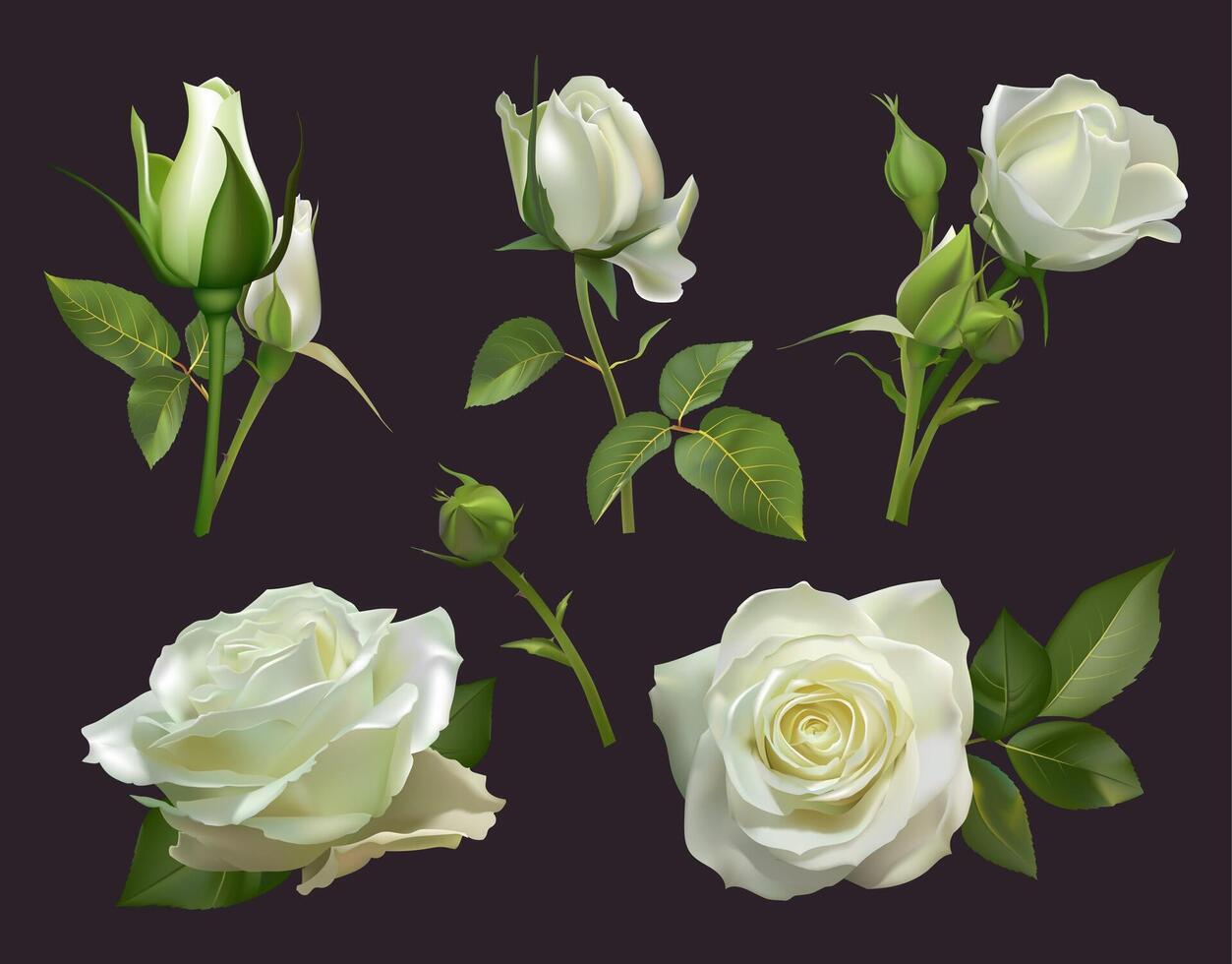 Realistic roses bouquet. White rose flowers with leaves, floral roses bouquets, gardening pastel colors blossom bunch vector illustration set