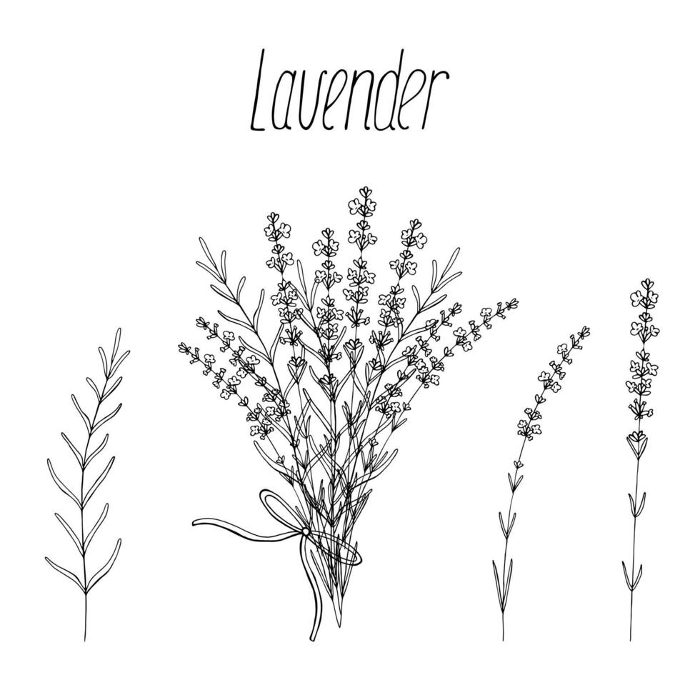 Lavender flowers set, vector floral hand drawn bundle isolated elements for design on white background