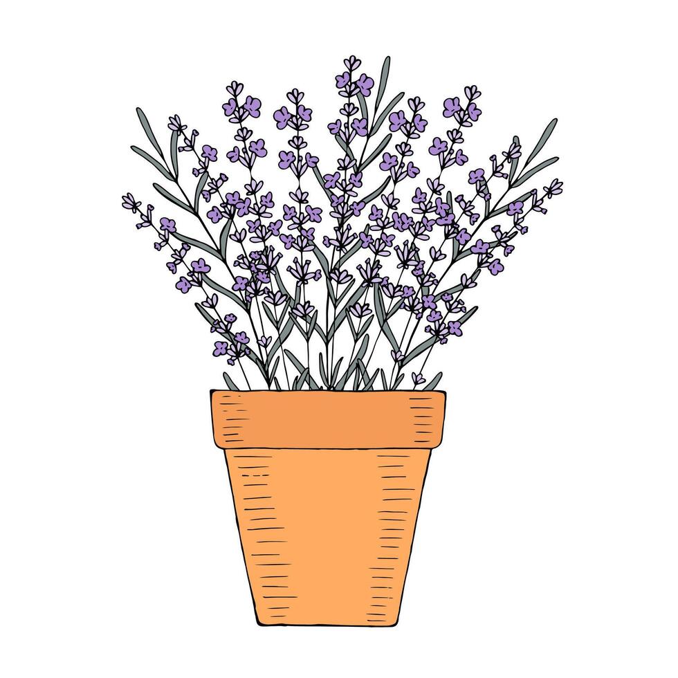 Lavender flower in a clay pot at home garden. Hand drawn vector element for design