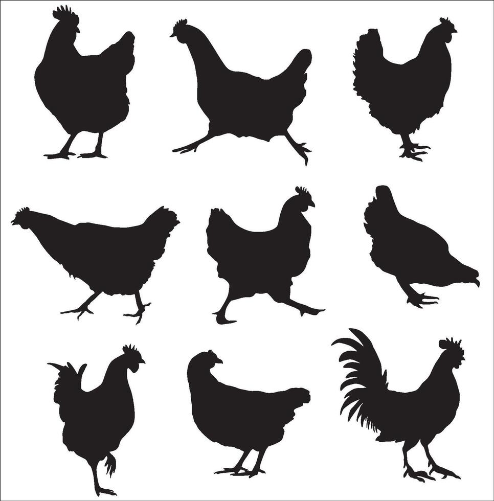 Vector set of silhouettes of hens and roosters in various poses. Goes, sits, plays, pecks grains