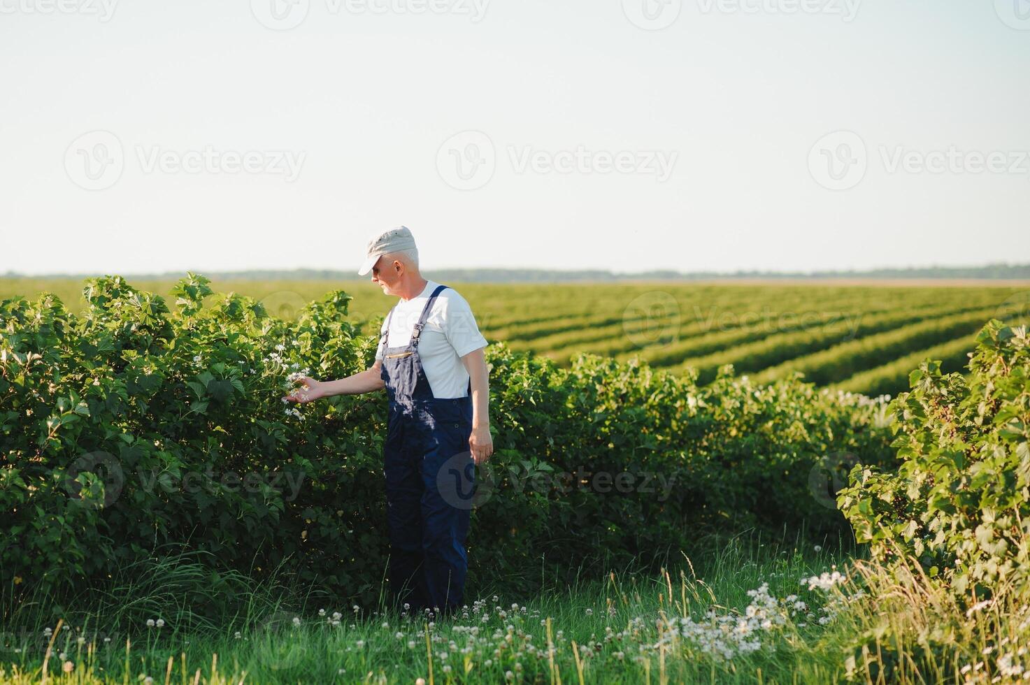 Portrait happy mature older man is smiling. Old senior farmer with white beard. Elderly man standing and looking at camera at field in sunny day. photo