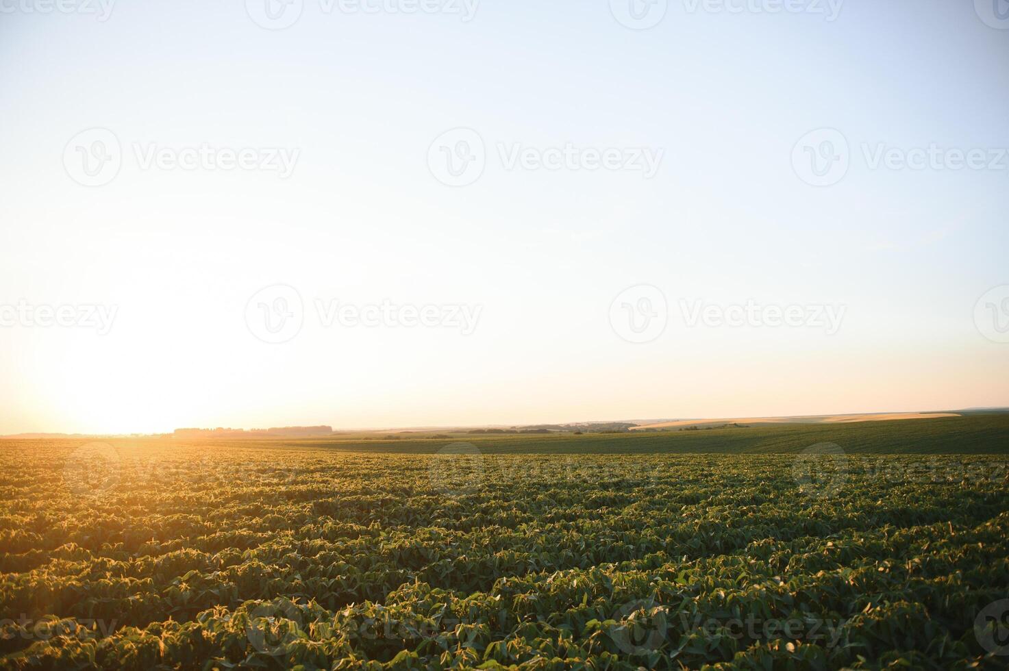 Soybean plants in agricultural field in sunset, selective focus photo