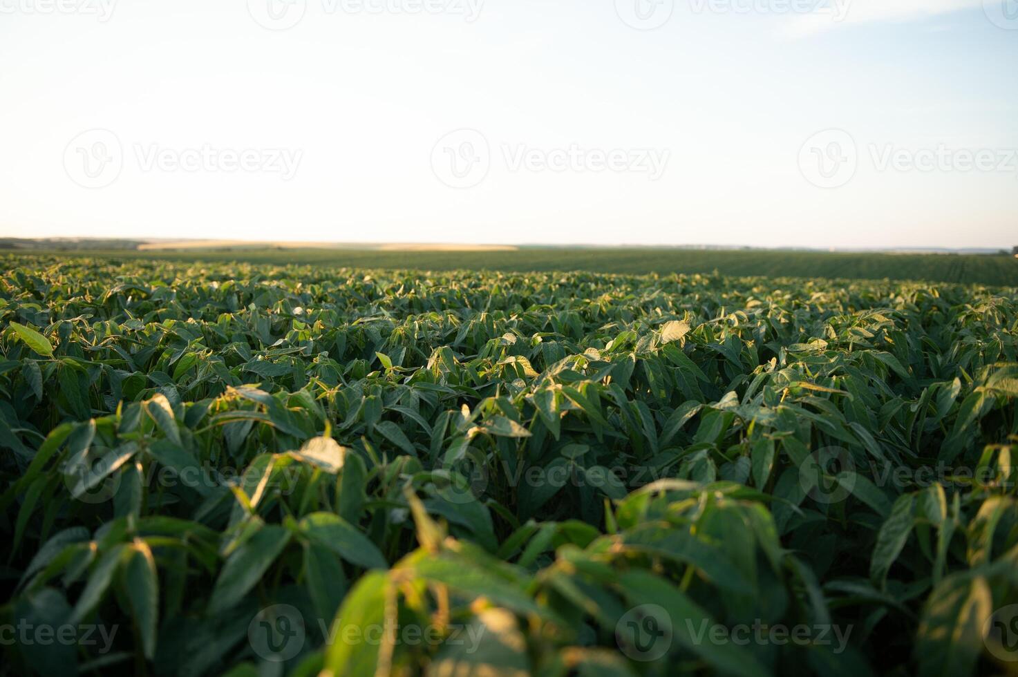 Soy field and soy plants in early morning light. Soy agriculture photo