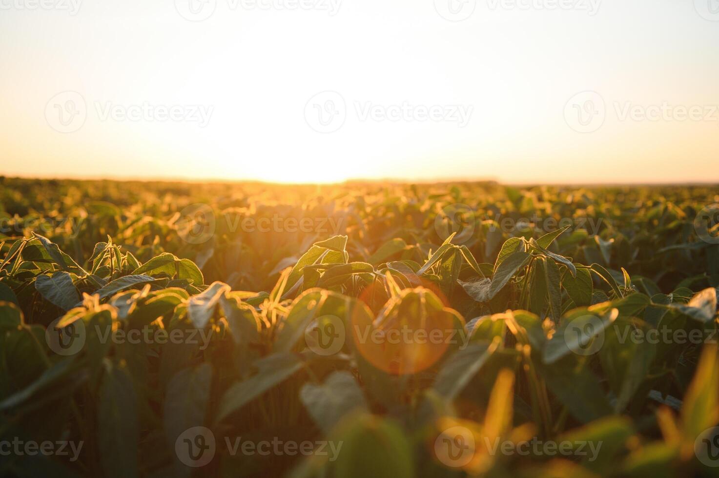 Soybean plants in agricultural field in sunset, selective focus photo