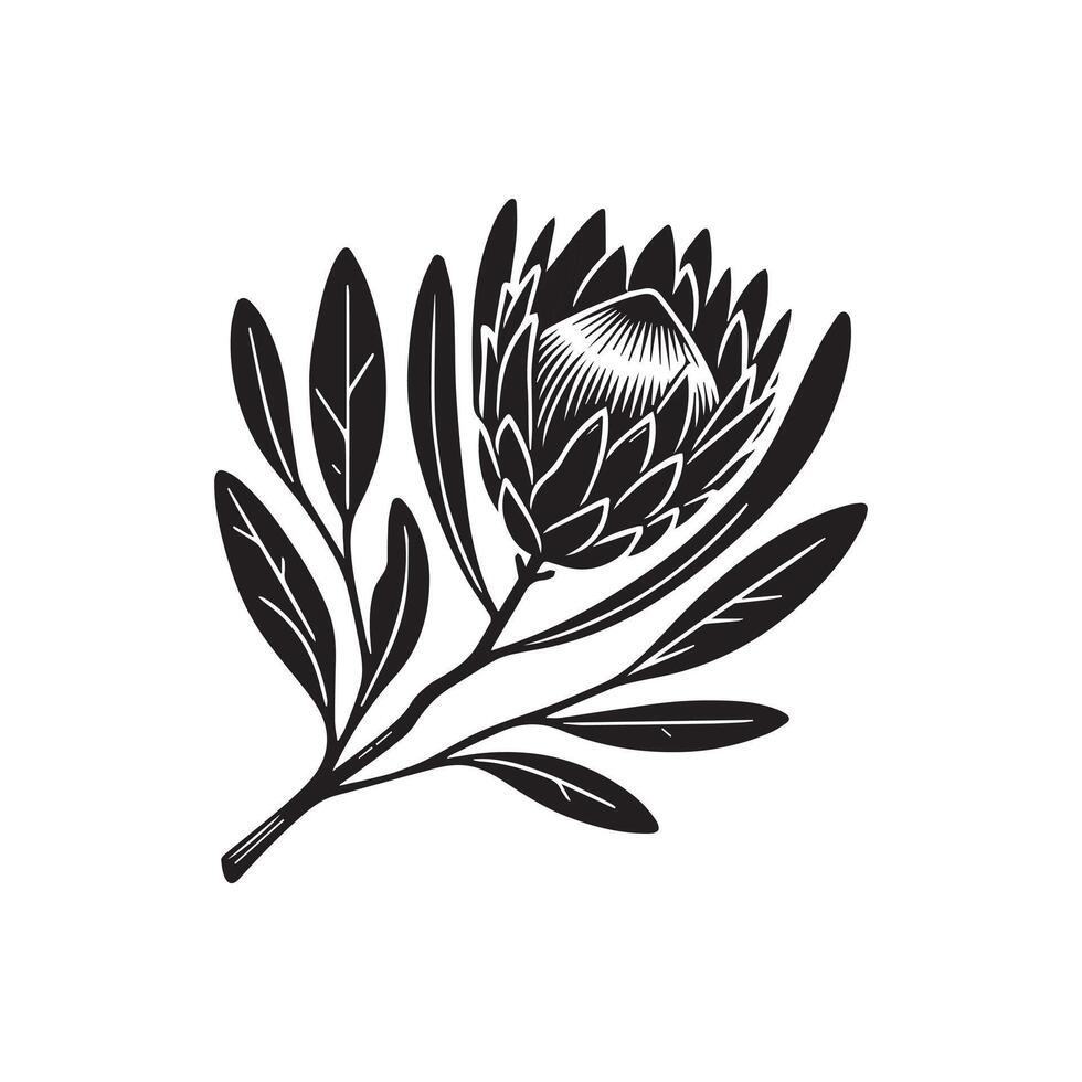 AI generated Sugarbushes flower silhouette black and white illustration vector