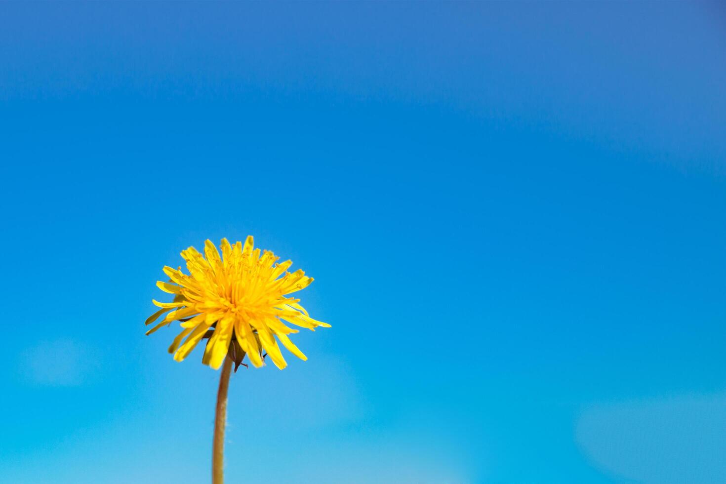 yellow dandelion against the sky, dandelion in hand against the sky, yellow dandelion in spring. Spring flowers. Beautiful background. photo