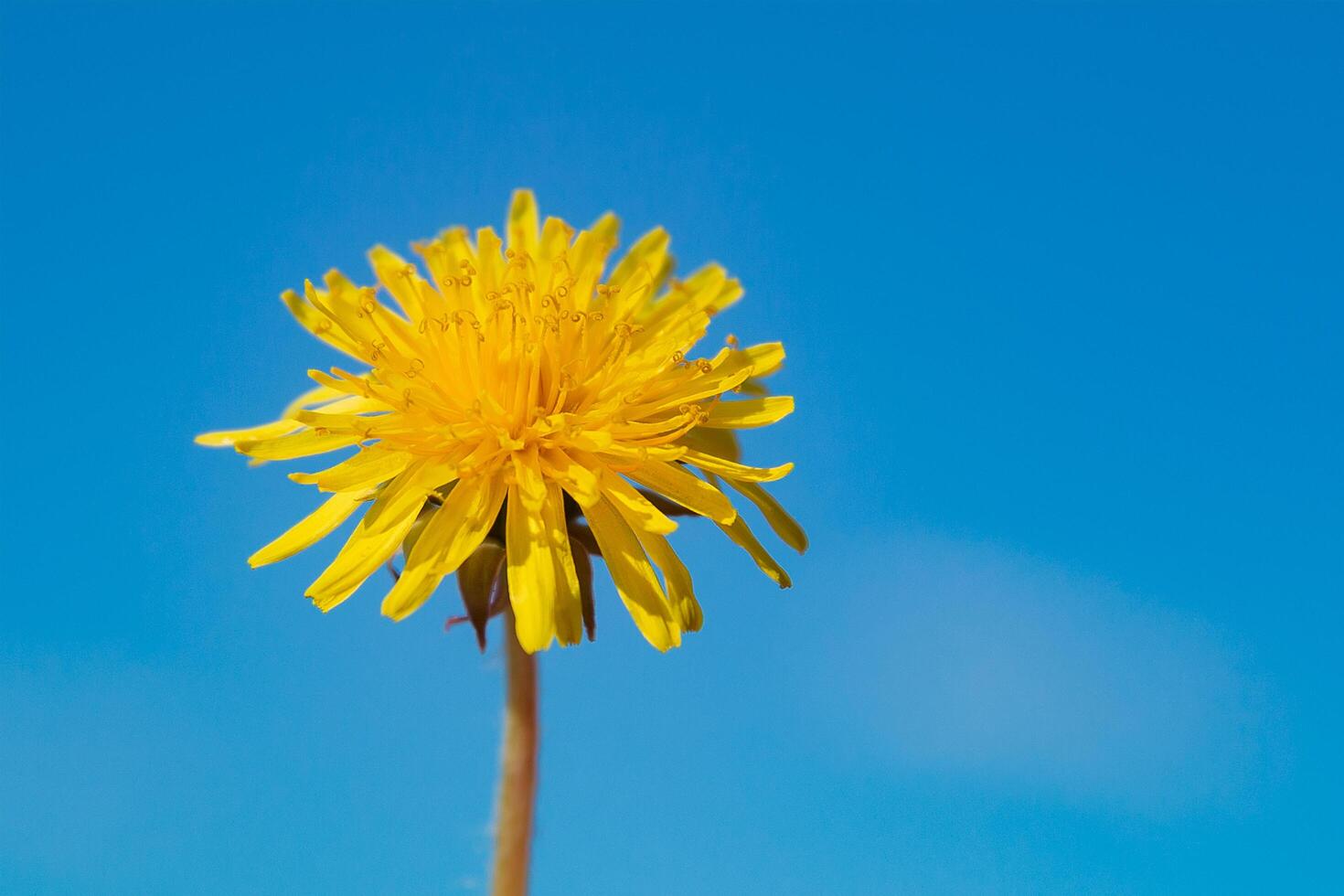 yellow dandelion against the sky, dandelion in hand against the sky, yellow dandelion in spring. Spring flowers. Beautiful background. photo