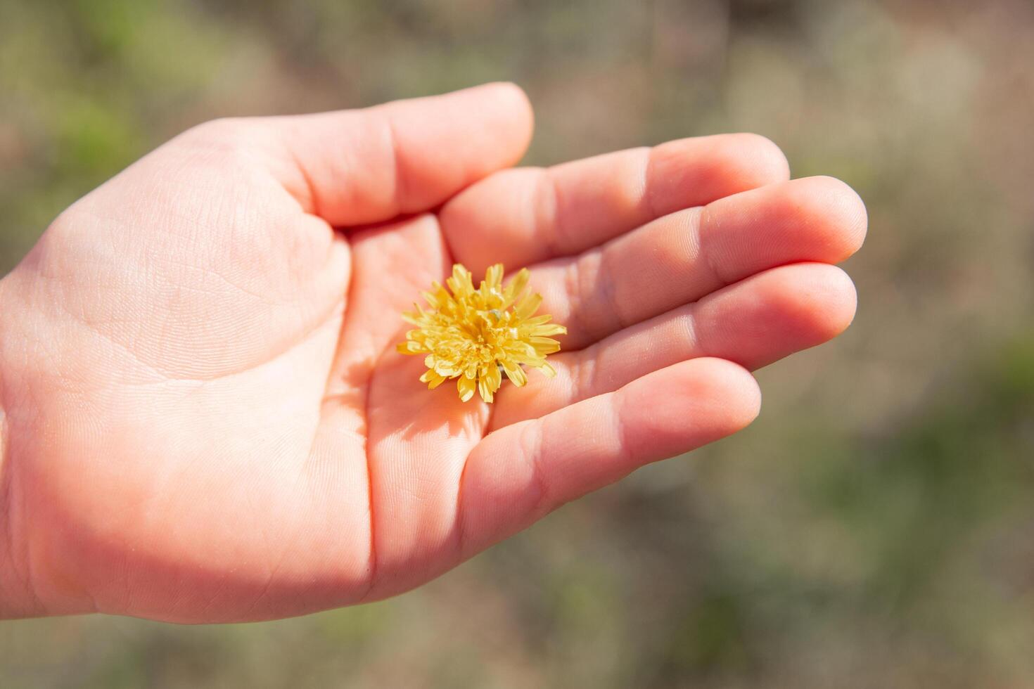 yellow dandelion against the sky, dandelion in hand against the sky, yellow dandelion in spring. Spring flowers. Beautiful background. photo