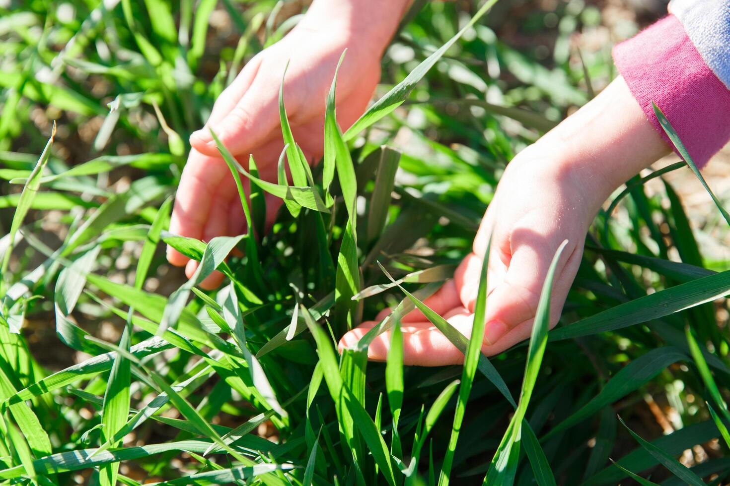 spring grass on the field, green grass, grass grows on the field, field in spring photo