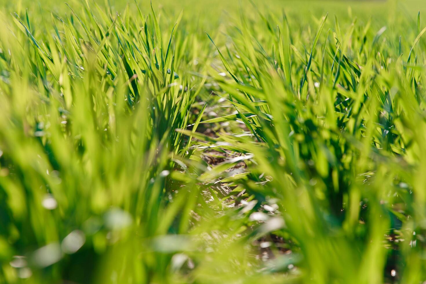 spring grass on the field, green grass, grass grows on the field, field in spring photo