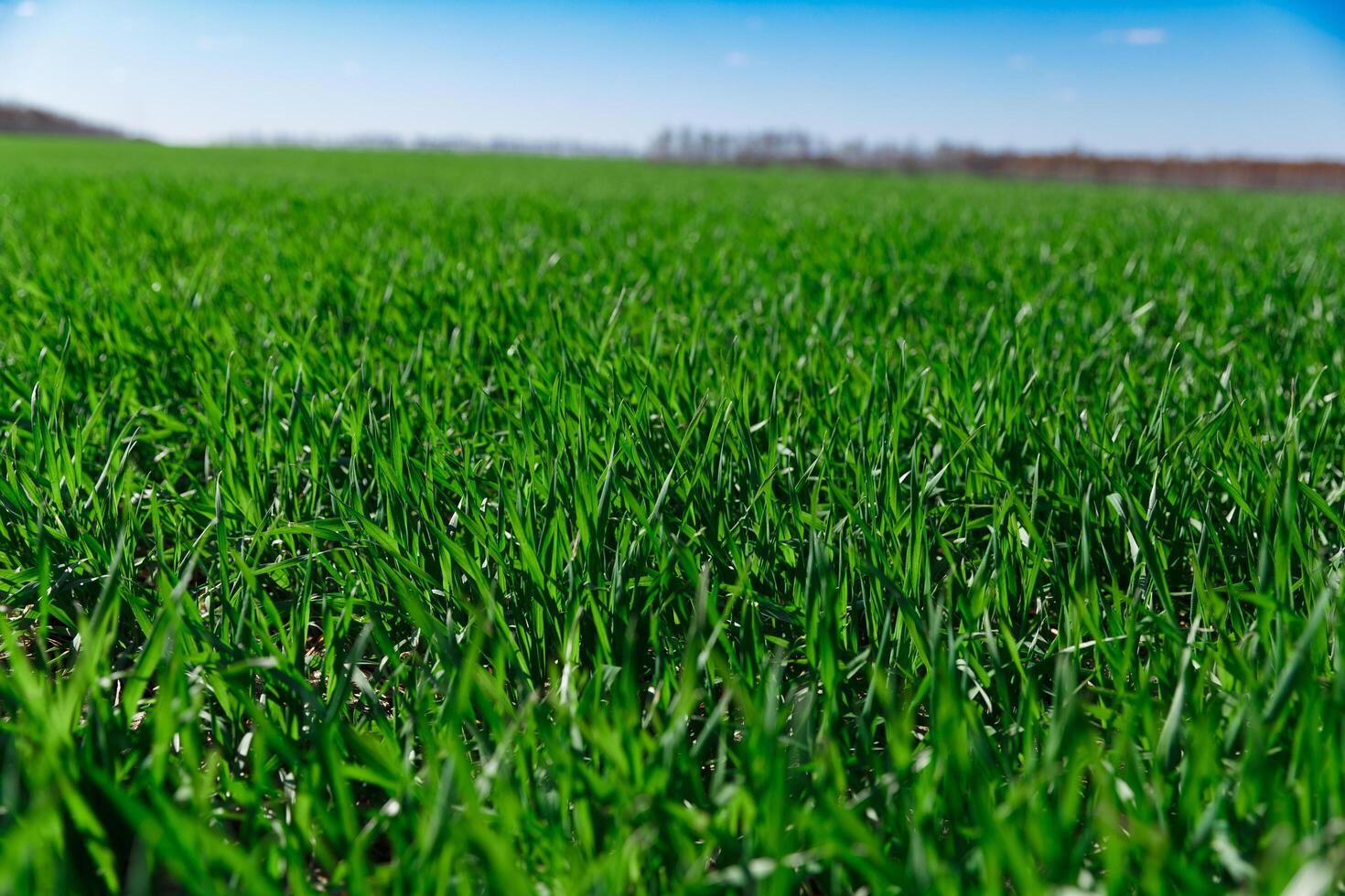 spring grass on the field, green grass, grass grows on the field, field in spring photo