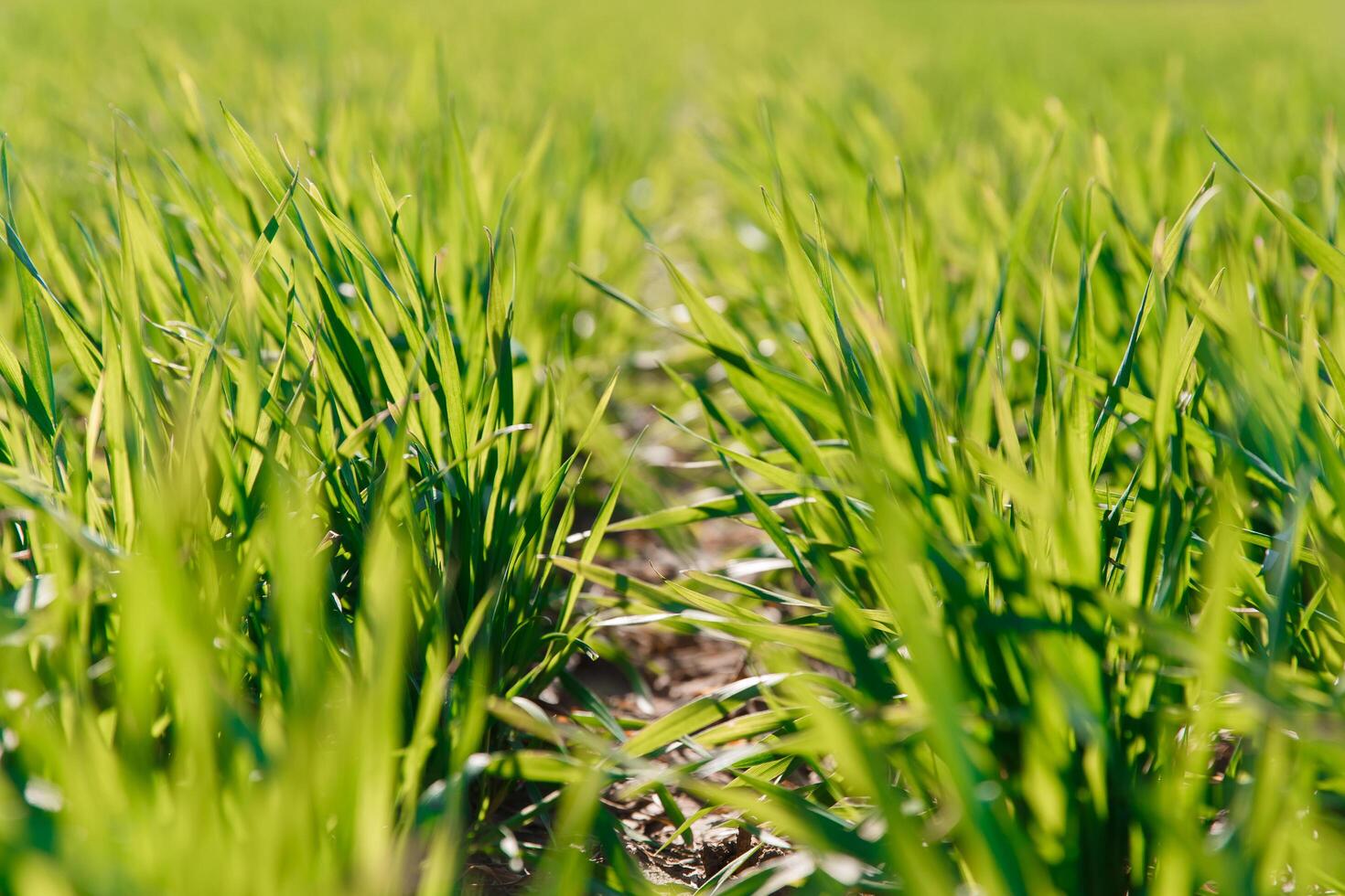 spring grass on the field, green grass, grass grows on the field, field in spring photo