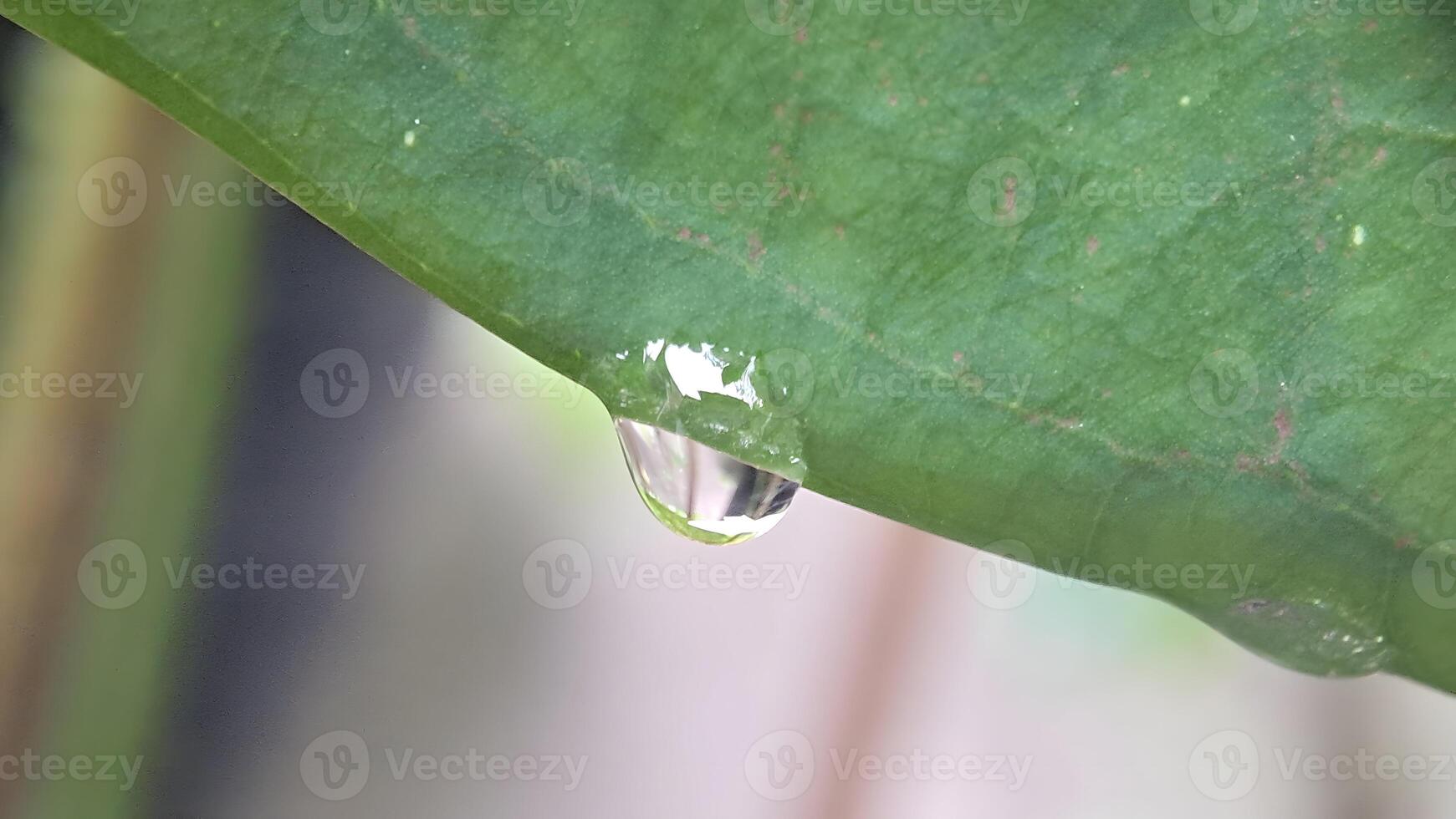 un soltar de agua es en un hoja foto