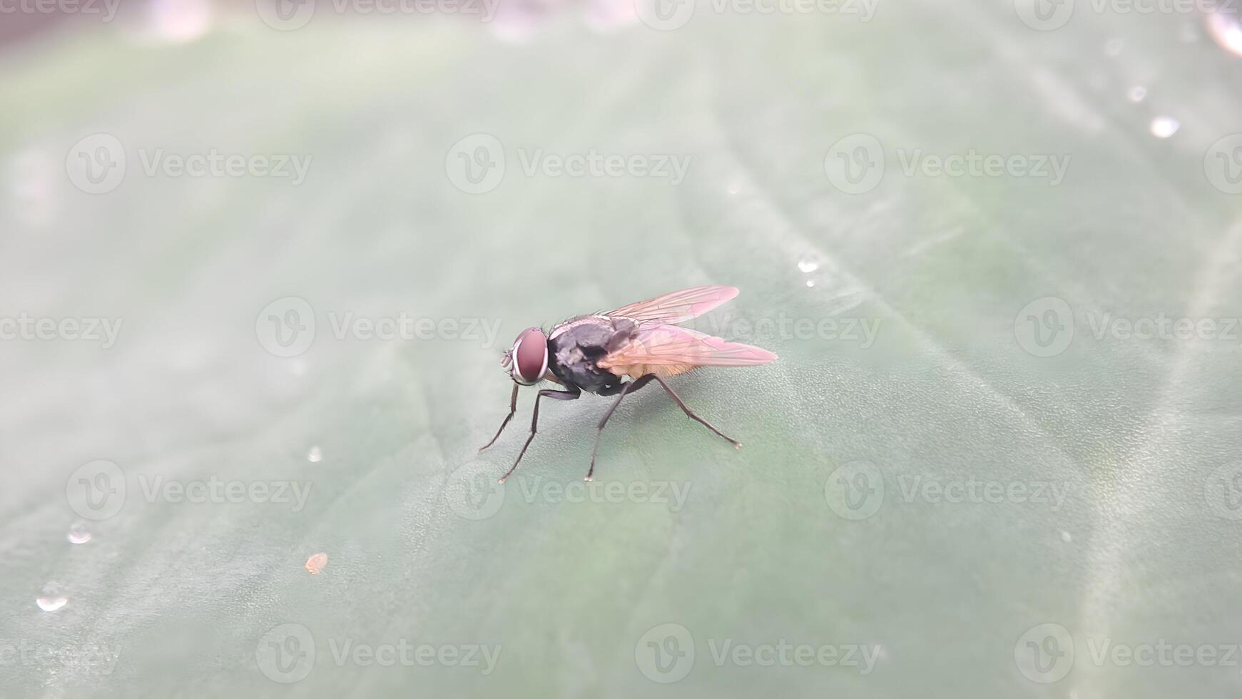 a fly on a leaf with water droplets on it photo