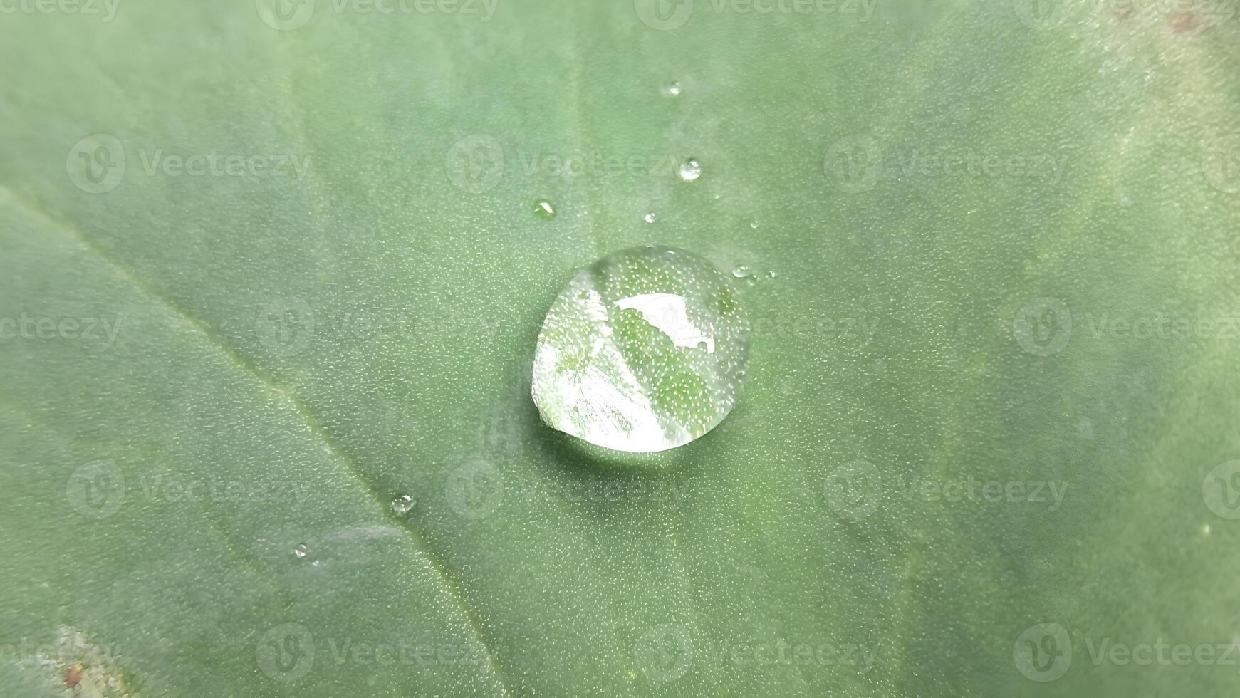 a drop of water on a leaf photo