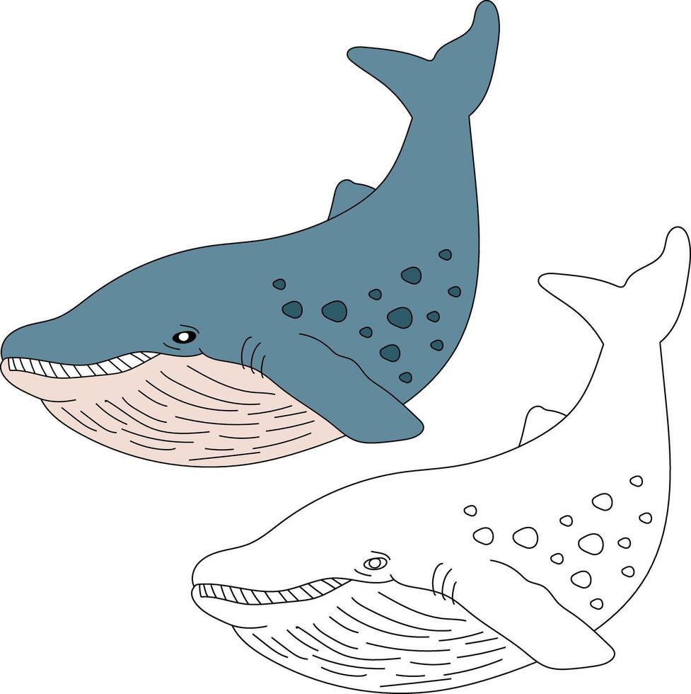 Whale Clipart Set. Colorful and Outline Whales Clipart vector