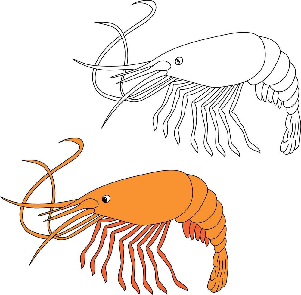 Shrimp Clipart Set Colorful and Outline Shrimps vector