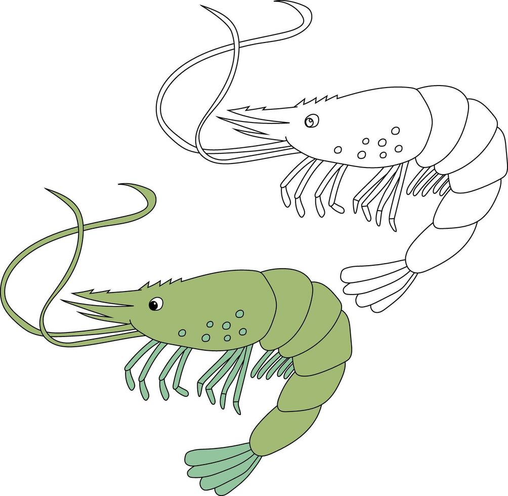 Shrimp Clipart Set Colorful and Outline Shrimps vector
