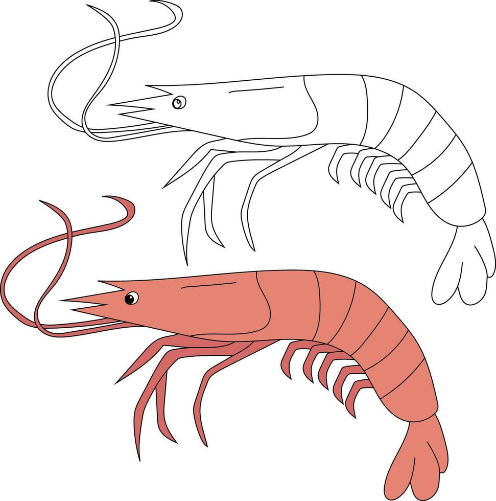 Shrimp Clipart Set Colorful and Outline Shrimps vector