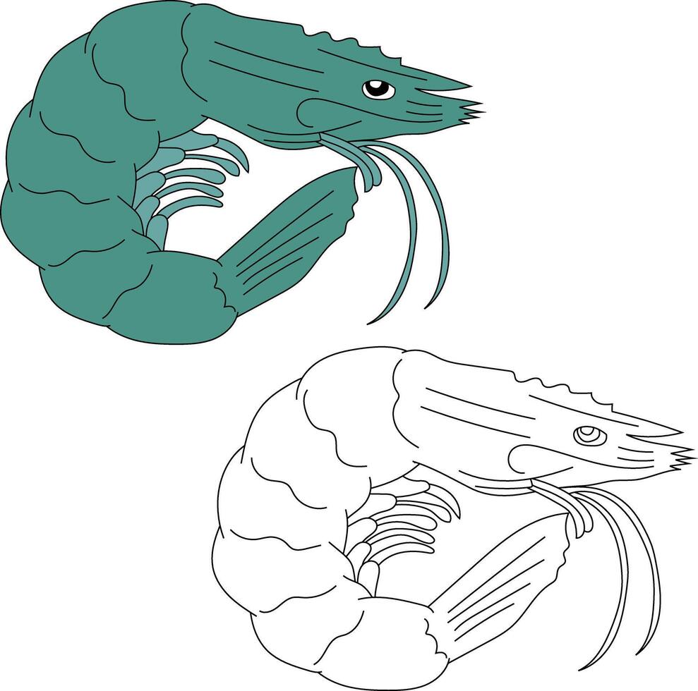 Shrimp Clipart Set Colorful and Outline Shrimps vector