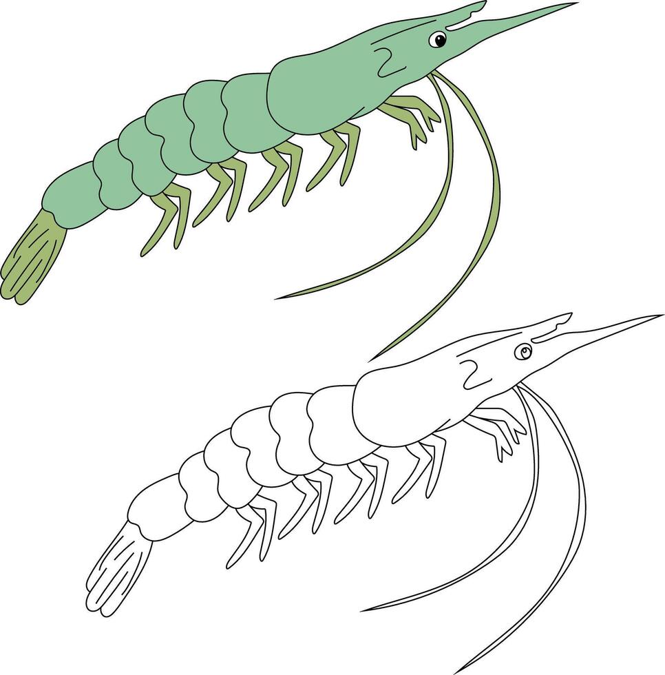 Shrimp Clipart Set Colorful and Outline Shrimps vector