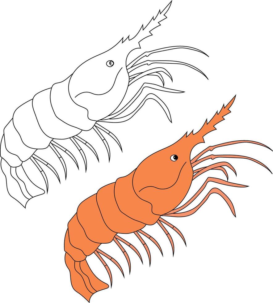 Shrimp Clipart Set Colorful and Outline Shrimps vector