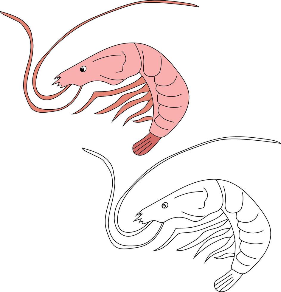 Shrimp Clipart Set Colorful and Outline Shrimps vector