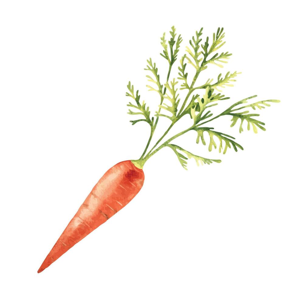 Carrot hand drawn botanical watercolor illustration. vector