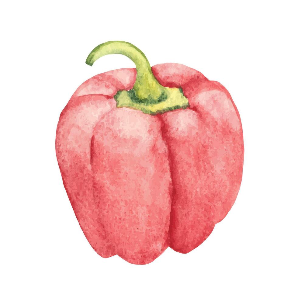 Watercolor red paprika, bell pepper. Vegetable hand drawn illustration in vintage style. vector