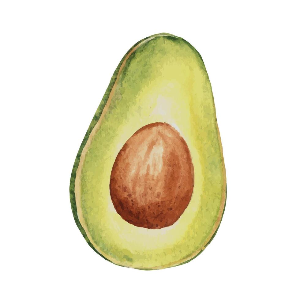 Avocado half fruit drawing. Hand drawn botanical watercolor illustration. vector