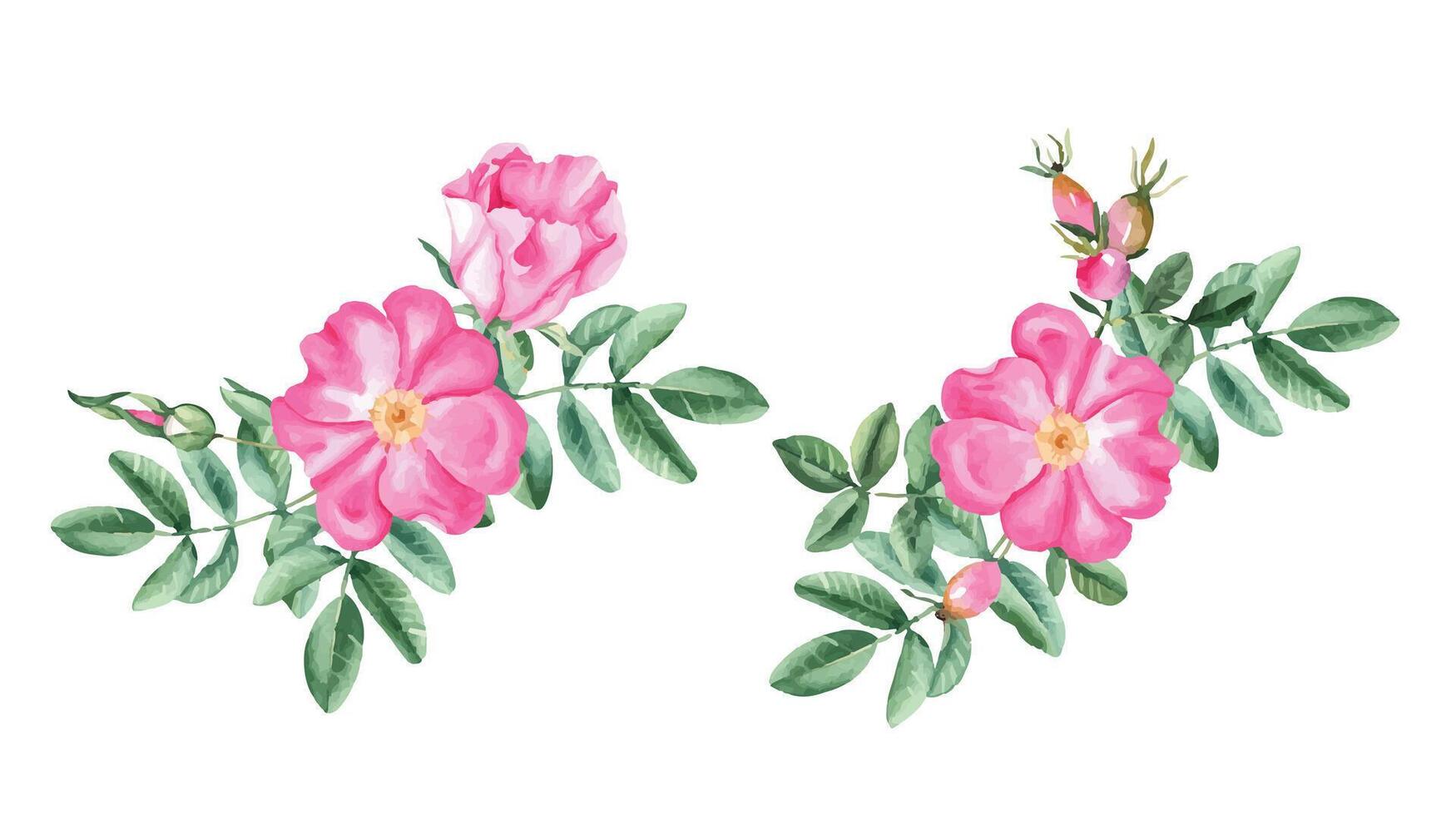 Watercolor dog rose bouquets set, composition from flowers, leaves and berries. Botanical hand drawn illustration. vector