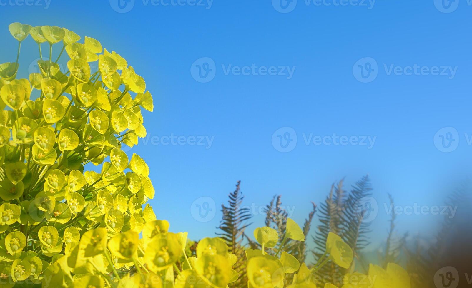 euforia mirsinitas floración hojas perennes perenne planta cerca arriba. además conocido como mirto euforbio, azul euforbio o de hoja ancha glauco-spurge. foto