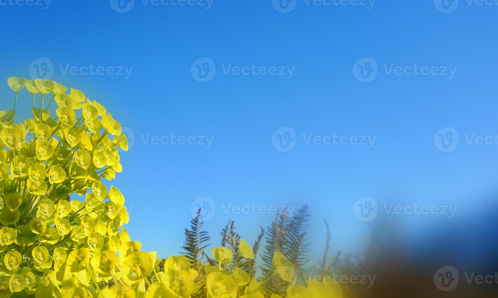 euforia mirsinitas floración hojas perennes perenne planta cerca arriba. además conocido como mirto euforbio, azul euforbio o de hoja ancha glauco-spurge. foto