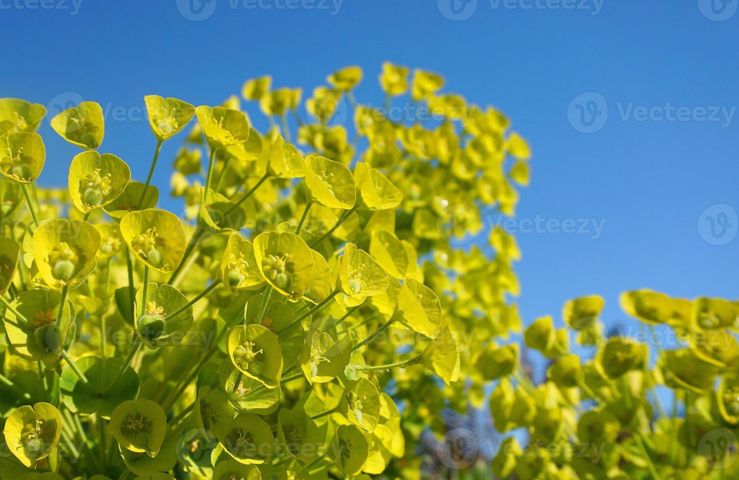 euforia mirsinitas floración hojas perennes perenne planta cerca arriba. además conocido como mirto euforbio, azul euforbio o de hoja ancha glauco-spurge. foto