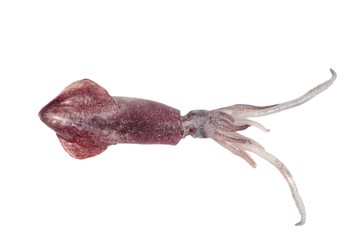 one squid isolated png