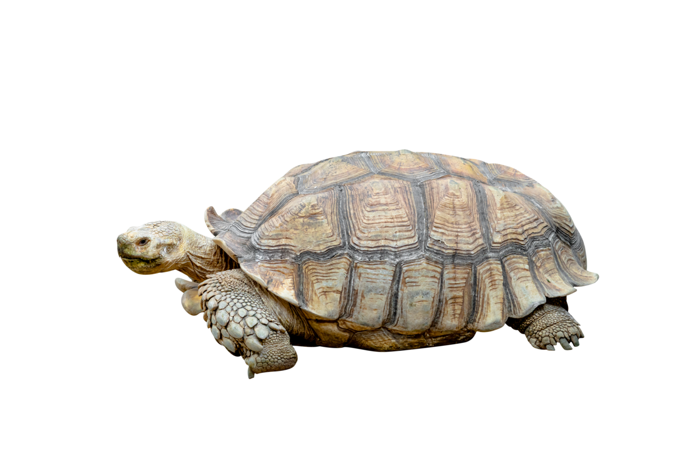 African spurred tortoise or Geochelone sulcata isolated png